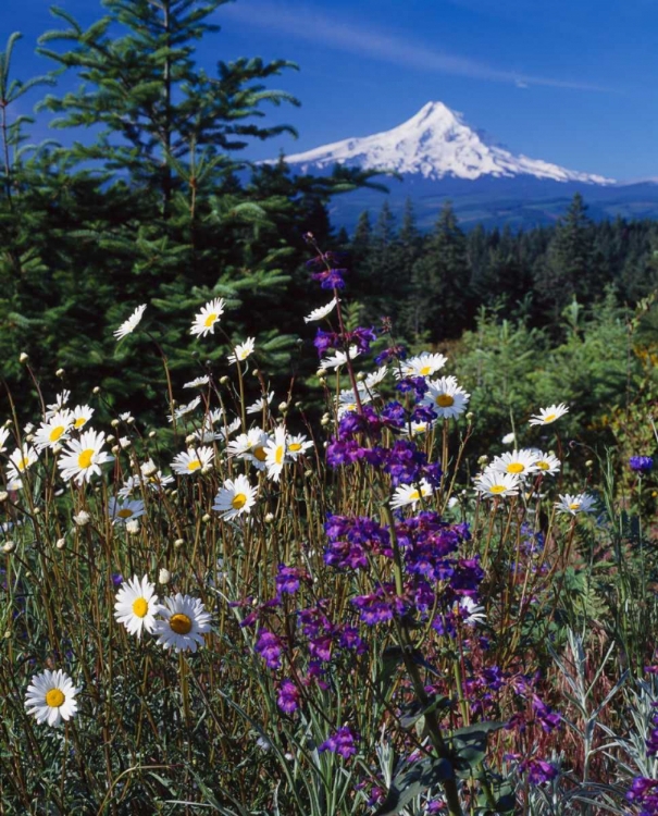 Picture of MT. HOOD V