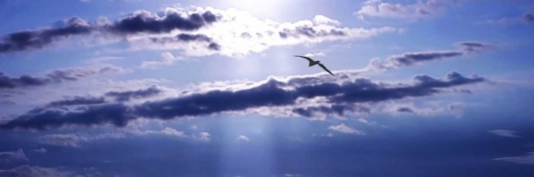 Picture of GULL ABOVE THE SEA III