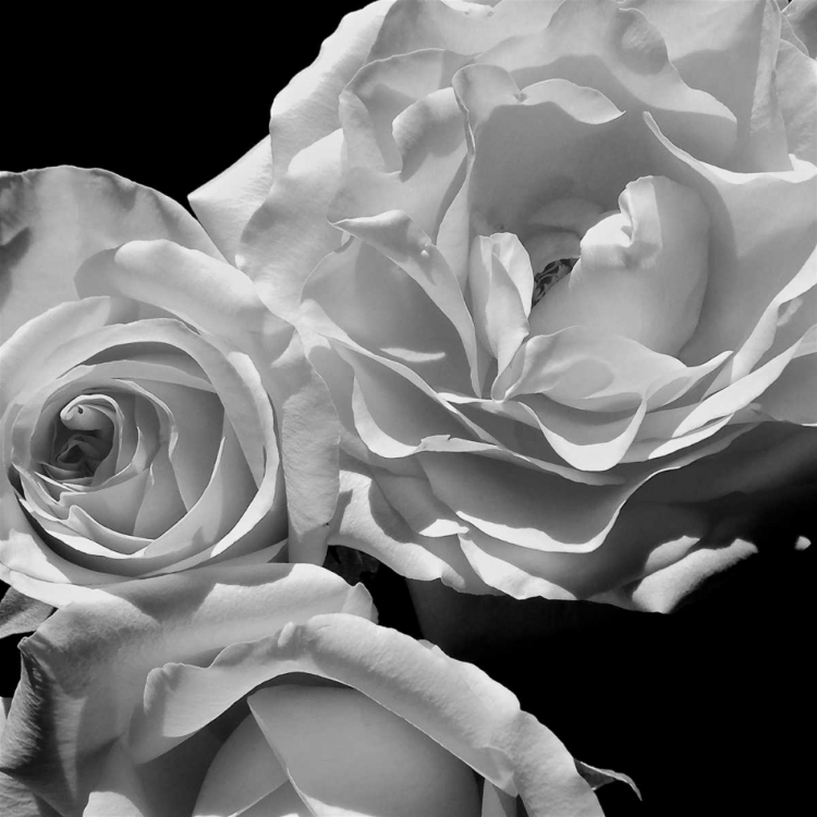 Picture of LESSENCE DE LA ROSE BW I