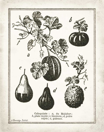 Picture of FRENCH GOURDS