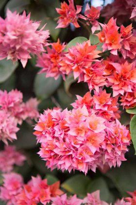 Picture of PINK FLOWERS II