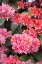 Picture of PINK FLOWERS II