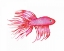 Picture of DEEP SEA PINK FISH
