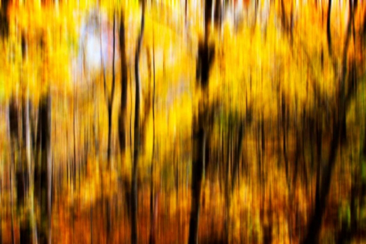 Picture of AUTUMN IMPRESSIONS I