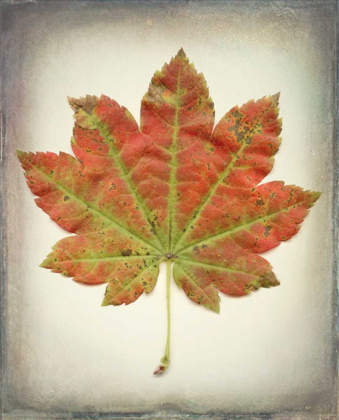 Picture of MAPLE LEAF II