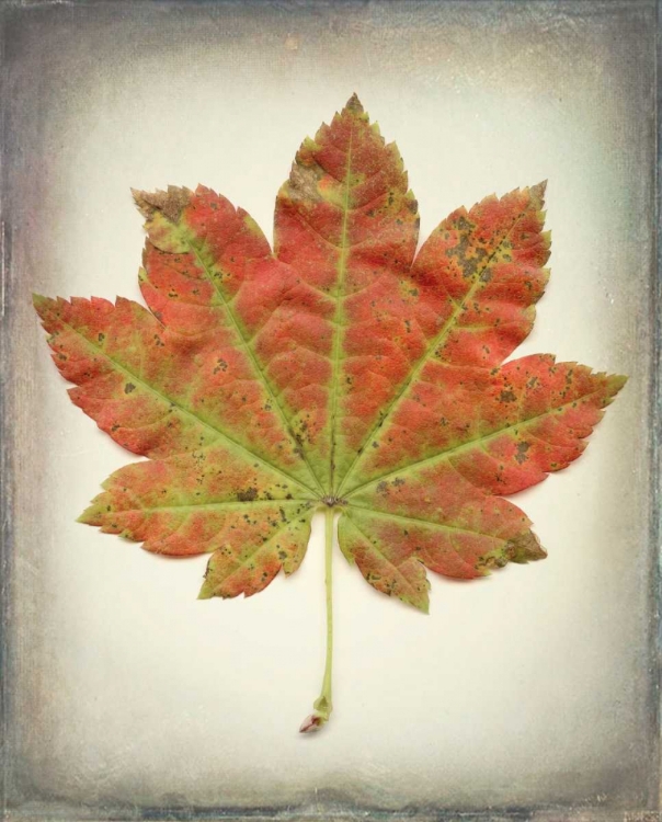 Picture of MAPLE LEAF II