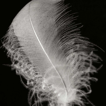Picture of FEATHER IV