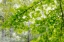 Picture of BIG LEAF MAPLE I