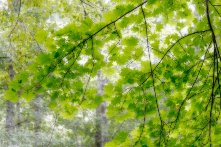 Picture of BIG LEAF MAPLE I