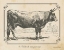 Picture of FARM BULL I