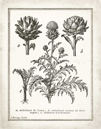 Picture of FRENCH ARTICHOKES