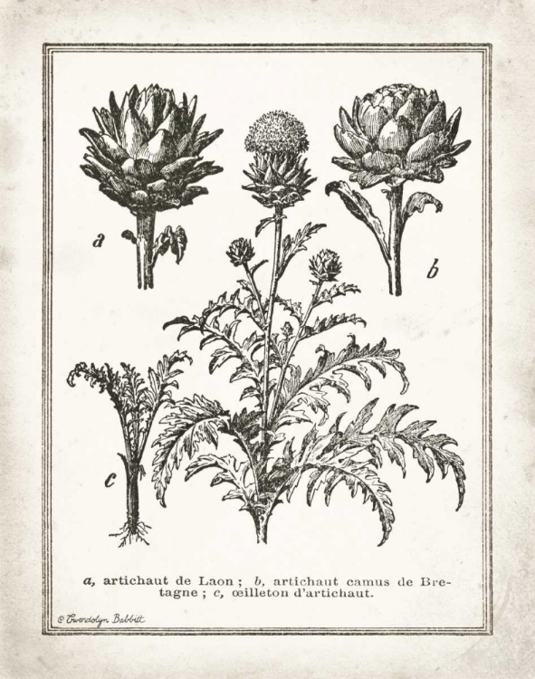 Picture of FRENCH ARTICHOKES