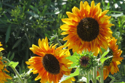 Picture of SUMMER SUNFLOWERS I