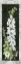 Picture of DELPHINIUM
