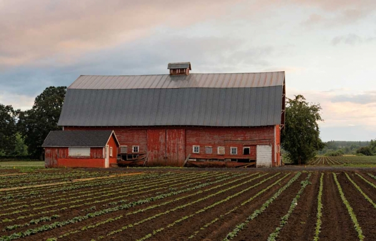 Picture of MT. ANGEL BARN