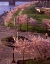 Picture of SPRING IN PORTLAND