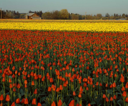 Picture of TULIPS IN MT. VERNON