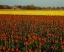 Picture of TULIPS IN MT. VERNON