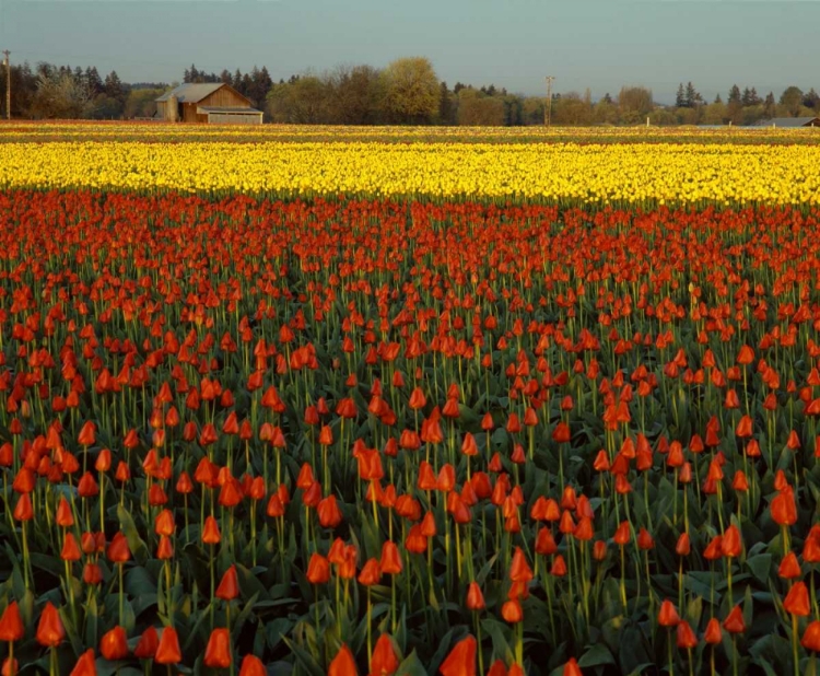 Picture of TULIPS IN MT. VERNON