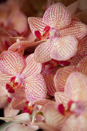 Picture of ORCHID II
