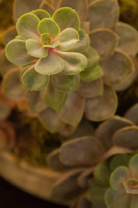 Picture of SUCCULENT II