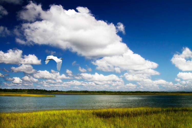 Picture of WETLAND HERONS I