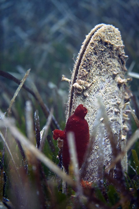 Picture of UNDER-WATER-PINNA-NOBILIS-II