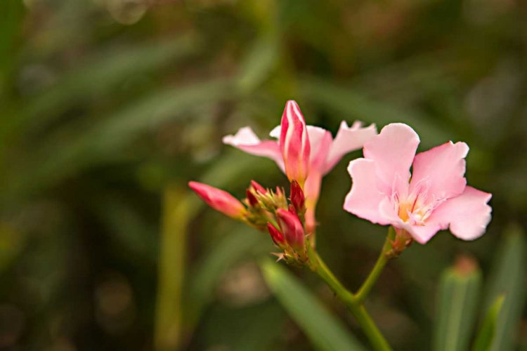 Picture of BUDS OF PINK