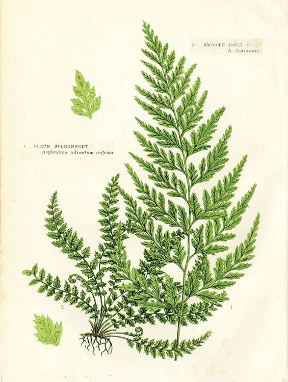 Picture of FERN IV