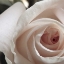 Picture of WHITE ROSE I