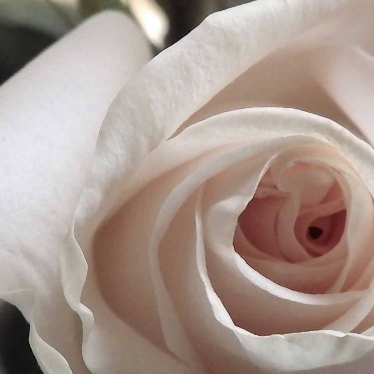 Picture of WHITE ROSE I