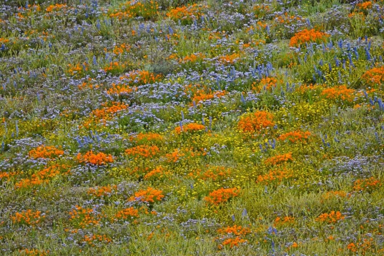 Picture of WILDFLOWER HILLS I