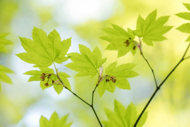 Picture of VINE MAPLE I