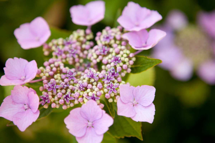 Picture of PINK BLOOM