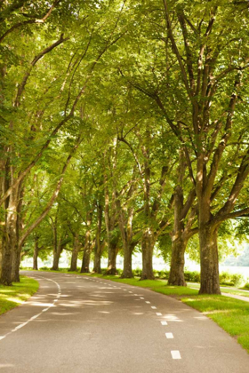 Picture of ROAD THROUGH THE GROVE