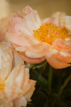 Picture of PEACH PEONIES II