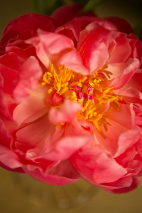 Picture of CORAL PEONY