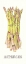 Picture of ASPERGES