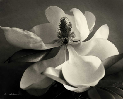 Picture of MAGNOLIA BLOOM