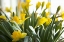 Picture of DAFFODIL BOUQUET