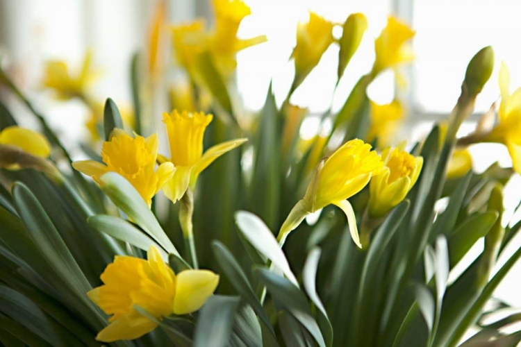 Picture of DAFFODIL BOUQUET