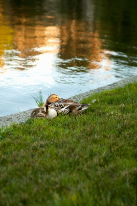 Picture of DUCKS ON THE POND