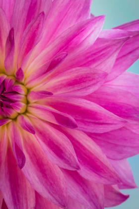 Picture of PINK DAHLIA II
