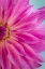 Picture of PINK DAHLIA II