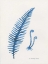 Picture of INDIGO FERN II