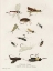 Picture of FISHING FLIES I