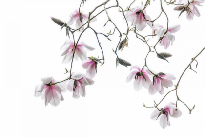 Picture of BAINBRIDGE MAGNOLIAS II