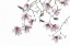 Picture of BAINBRIDGE MAGNOLIAS II