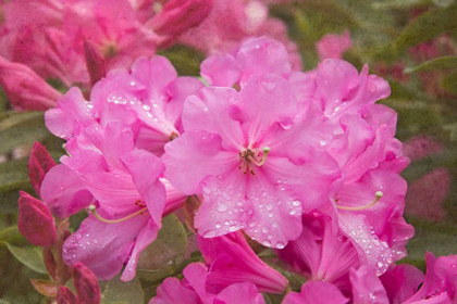 Picture of PINK RHODODENDRON