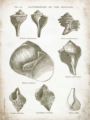 Picture of VINTAGE SHELLS II